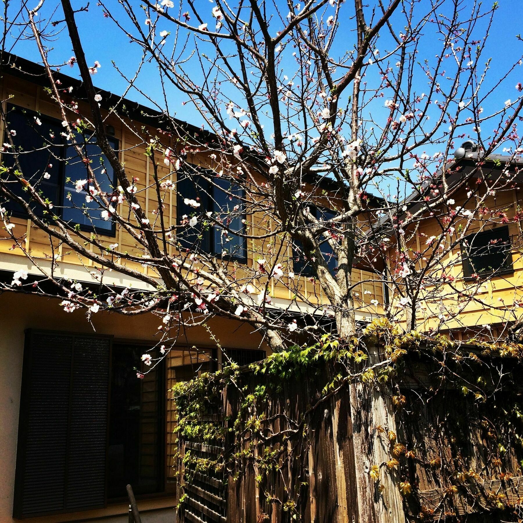 招待所 镰仓泽杰旅馆 镰仓市